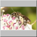 Halictus tumulorum - Furchenbiene 01 7mm.jpg